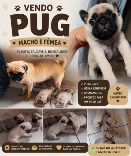 Filhote de Pug disponível