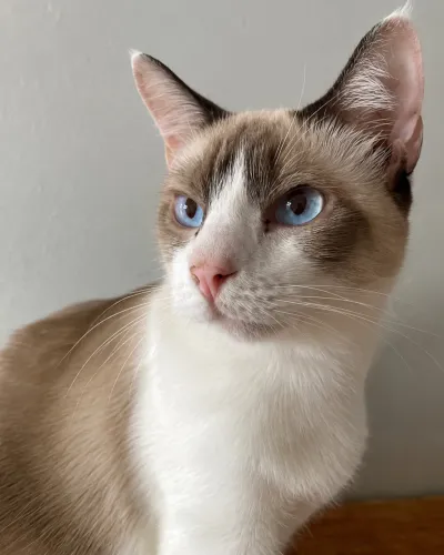 Gata linda castrada e Vacinada para adoção