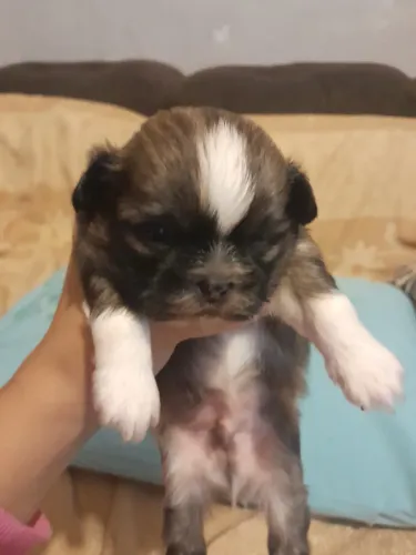Shih tzu macho