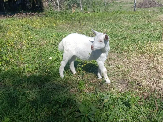 Mini cabra 