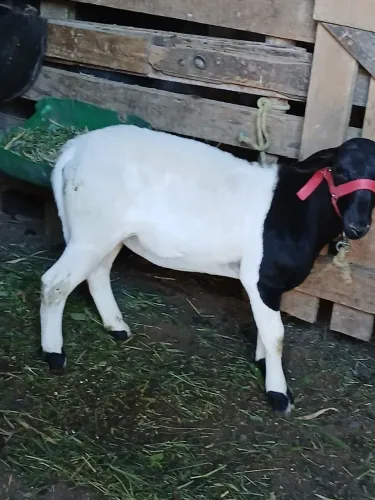 Vendo Carneiro