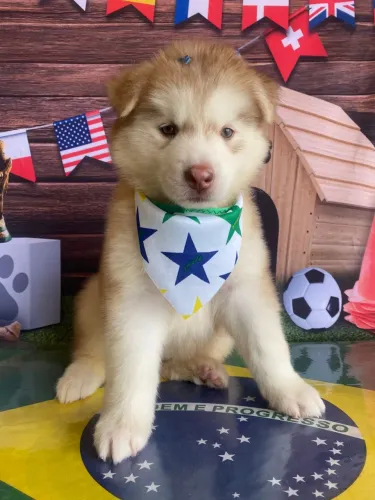 Vende-se filhote Husky siberiano
