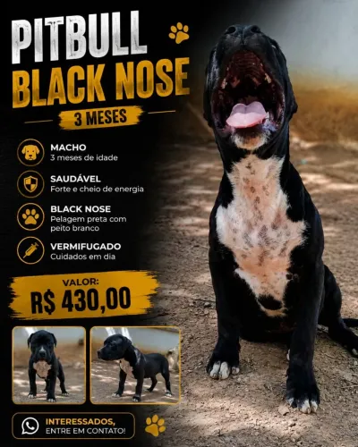 Pit Bull 