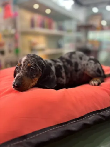 Salsichinha Arlequim (Daschound) fêmea 