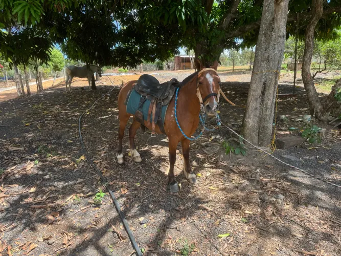 1 égua piquira 1 égua pantaneira 1 cavalo pantaneiro valor de cada animal