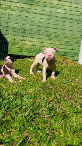 Filhote de pitbull
