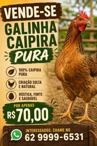 Vende-se galinha caipira