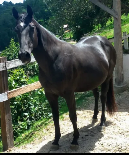 Égua Negra Quarto de Milha 