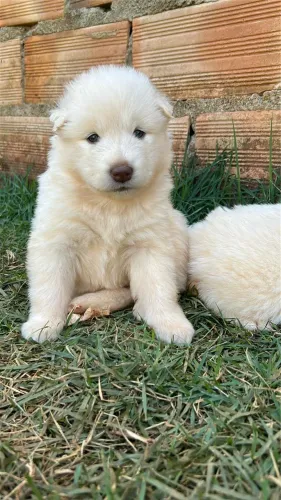 Cachorro