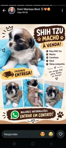 Cachorro