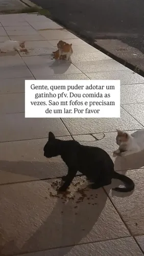 Adocao gatos