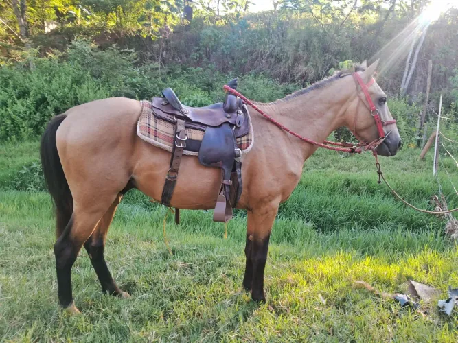vendo cavalo 