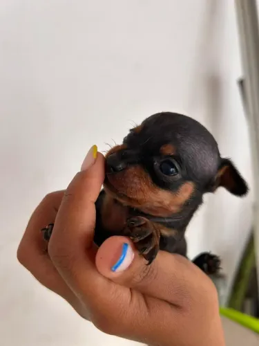Vendo duas filho de pincher pote pequeno