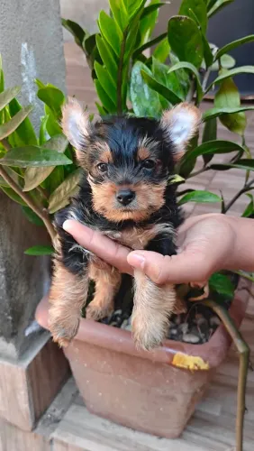 Lindo MACHO de yorkshire disponível