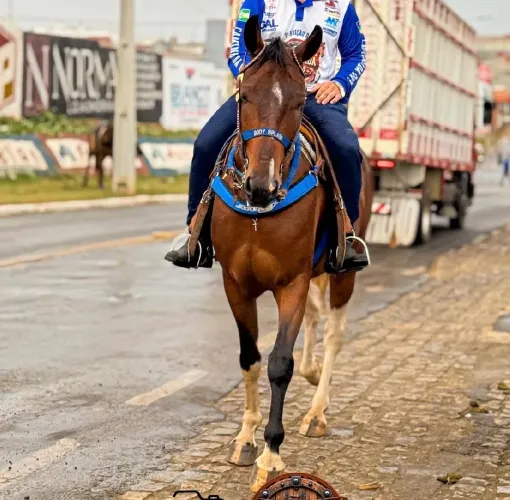 Cavalo