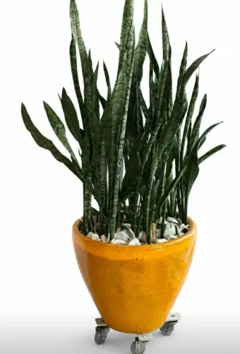 Vaso