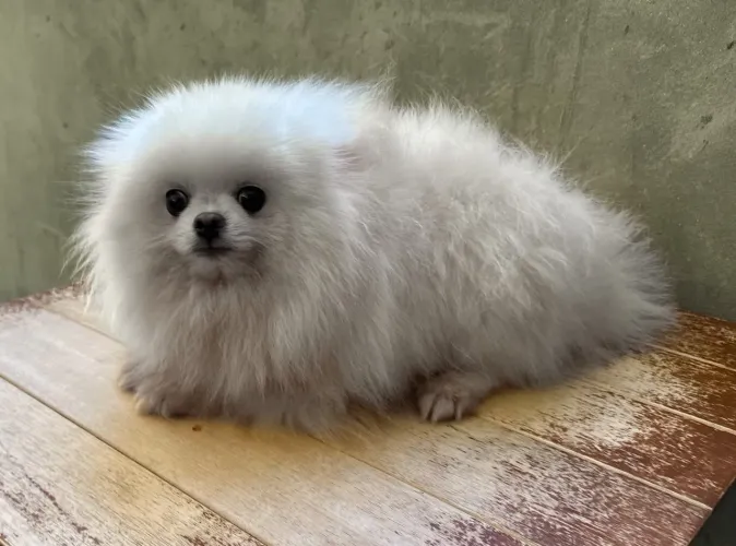 Spitz alemão (fêmea)
