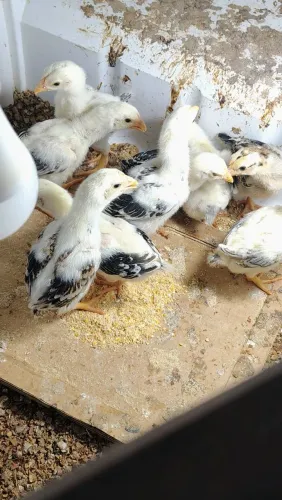Vende-se um lote com 9 pintinhos da raça Mura com 10 dias valor do lote r$ 300 individual