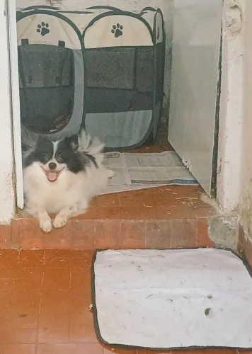 TROCO FÊMEA DE LULU POMERANIA POR OUTRA FÊMEA tenho 2 irmão quero troca