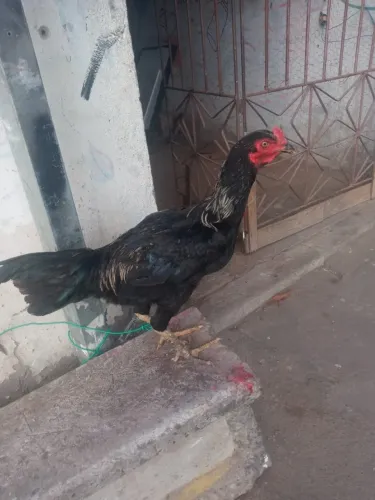 Galo de Raça para Troca!!