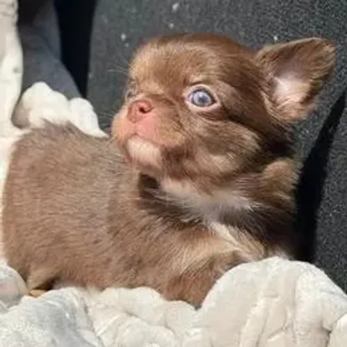 Chihuahua,Chihuahua Filhote Pequeno, Vacinado e Vermifugado com Todo Cuidado
