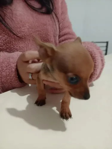 Vende se um cachorro pinscher macho n°0 , com 2 meses de vida valor 1.000,00