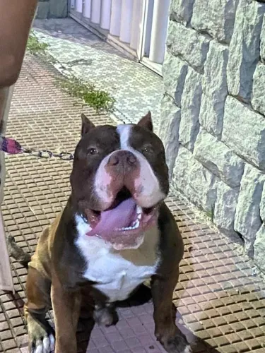 Filhotes de American bully