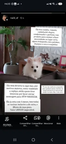 Lulu da Pomerânia/sptiz alemão