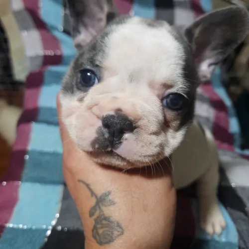Francês Buldogue