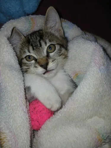 Doa se gato