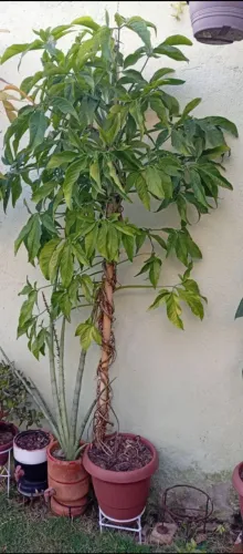 Syngonium Podophyllum