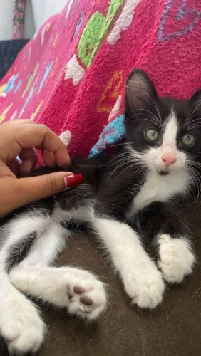 Adoção de gatas
