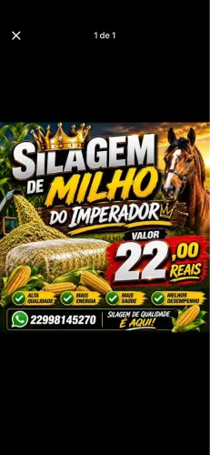 SILAGEM DE MILHO