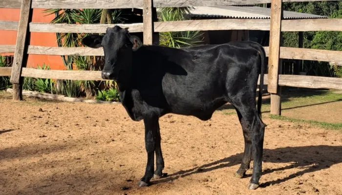 Bezerra leiteira