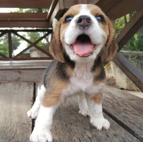 Beagle Um companheiro que transmite segurança naturalmente