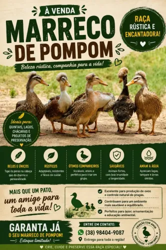 MARRECO POMPOM