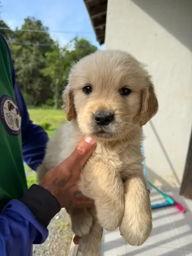 Golden retriever macho