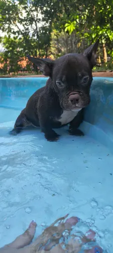 Filhote American bully