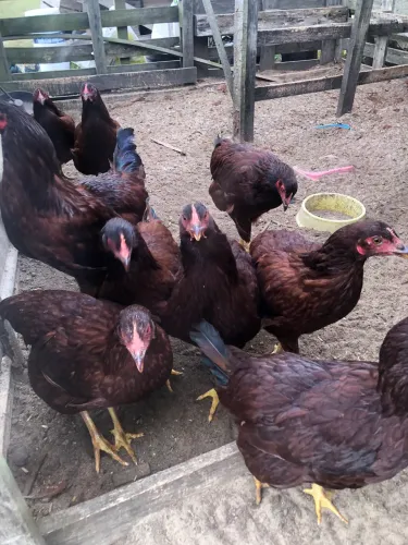 Rhode Island red