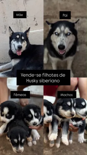 Filhotes de Husky Siberiano 