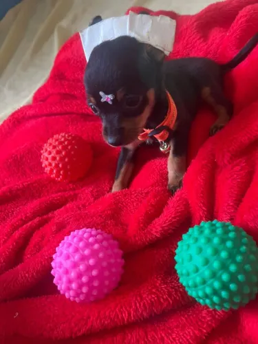 Pinscher mini fêmea com 50 dias pais com 20 cm de altura