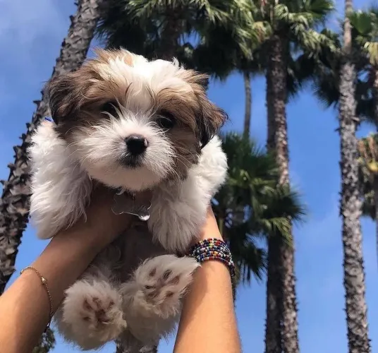 Filhote shih tzu, ganhe um amor incondicional!
