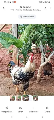 Vendo galo preço a combinar