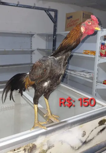 GALO DE RAÇA