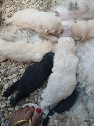 Cachorros 