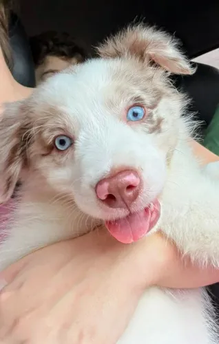 Border collie fêmea