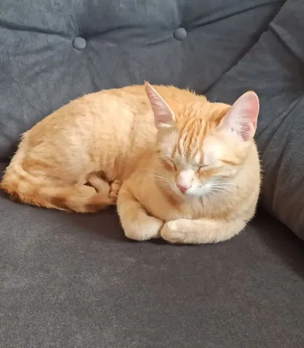 Doação de Gatinha Fêmea laranjinha