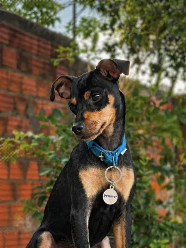 Cachorro Pinscher 