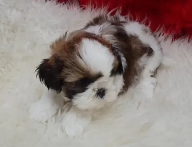 Shihtzu Os Melhores Filhotes Miniaturas.