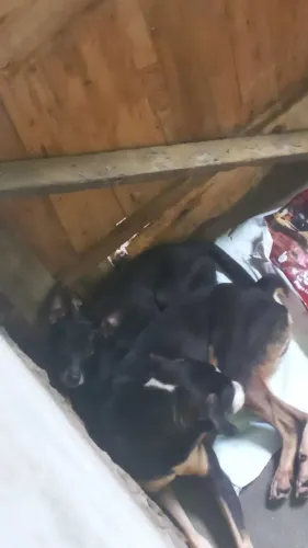 Miudo de galinha!!!